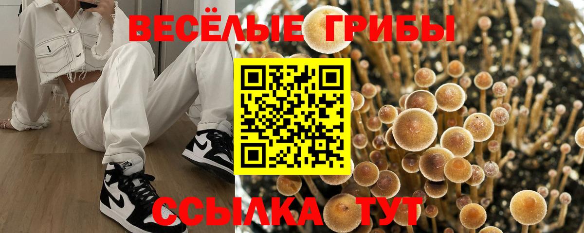 Галлюциногенные грибы Psilocybe Искитим